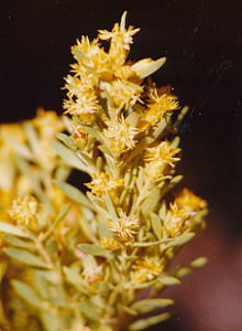 Spinningtop Conebush - Photo: Nigel Forshaw