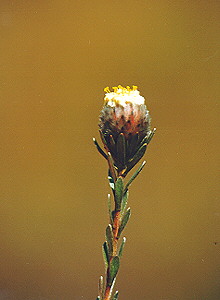 Wabooms Conebush - Photo: Nigel Forshaw