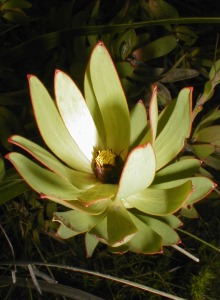 Sun Conebush - Photo: Nigel Forshaw