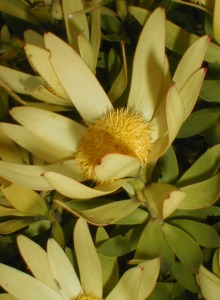 Sun Conebush - Photo: Nigel Forshaw