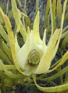 Common Sunshine Conebush - Photo: Nigel Forshaw