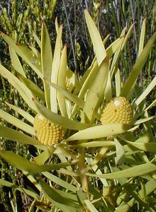 Common Sunshine Conebush - Photo: Nigel Forshaw