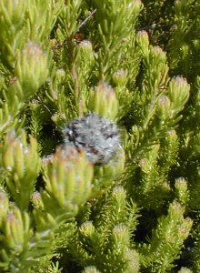 Woolly Conebush - Photo: Nigel Forshaw