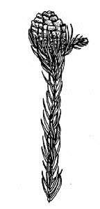 Wolseley Conebush - Drawing: Nicci Page