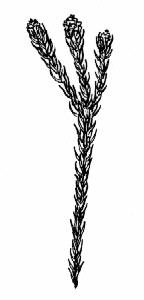 Wolseley Conebush - Drawing: Nicci Page