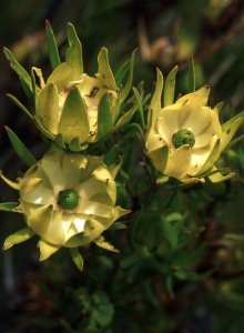 Fragrent Spearleaf Conebush - Photo: David Osborne
