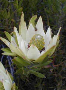 Common Spearleaf Conebush - Photo: Nigel Forshaw