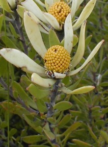 Common Spearleaf Conebush - Photo: Nigel Forshaw