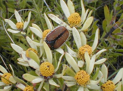 Scarab Beetle - Photo: Nigel Forshaw