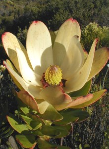 Peninsula Conebush - Photo: Nigel Forshaw