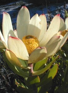 Peninsula Conebush - Photo: Nigel Forshaw