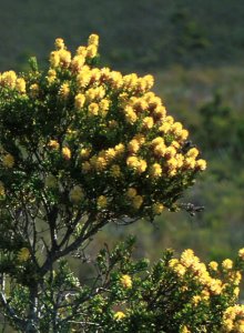 Needle-leaf Conebush - Photo: David Osborne