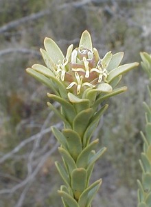 Malmesbury Conebush - Photo: Nigel Forshaw