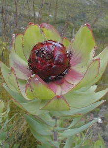 Spicy Conebush - Photo: Nigel Forshaw