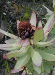 Spicy Conebush - Photo: Nigel Forshaw