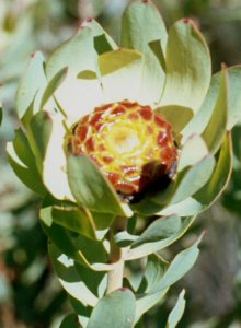 Toffeeapple Conebush - Photo: Nigel Forshaw