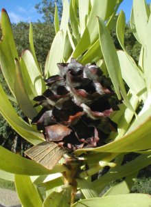 Tradouw Conebush - Photo: Nigel Forshaw