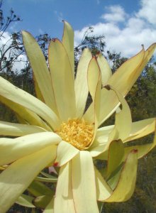 Tradouw Conebush - Photo: Nigel Forshaw