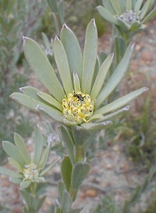Klapmuts Conebush - Photo: Nigel Forshaw