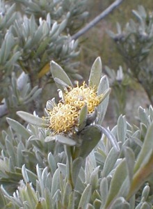 Klapmuts Conebush - Photo: Nigel Forshaw