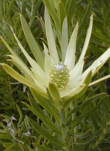 Sickle-leaf Conebush - Photo: Nigel Forshaw