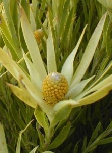 Sickle-leaf Conebush - Photo: Nigel Forshaw