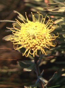 Redelinghuis Pincushion - Photo: Nick Helme