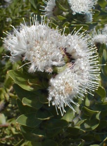 Gordon's Bay Pincushion - Photo: Nigel Forshaw