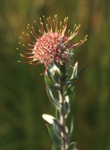 Arid Pincushion - Photo: David Osborne