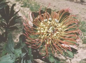 Catherine-wheel Pincushion - Photo: NBI Collection