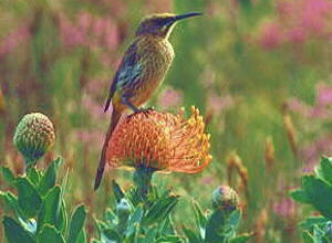 Cape Sugar Bird - Photo: Nigel Forshaw