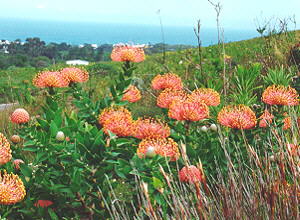 The Pincushion - Photo: Nigel Forshaw