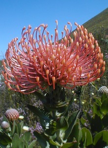 The Pincushion - Photo: Nigel Forshaw