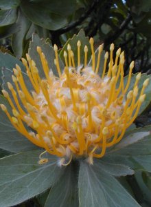 Grey Tree Pincushion - Photo: Nigel Forshaw