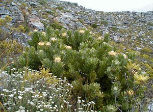 Green Tree Pincushon - Photo: Nigel Forshaw