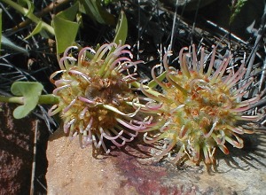 Heart-leaf Pincushion - Photo: Nigel Forshaw
