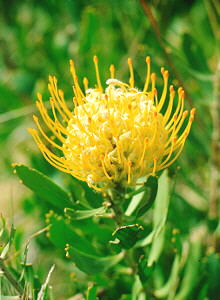 Wart-stemmed Pincushion - Photo: Nigel Forshaw