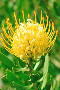 Wart-stemmed Pincushion - Photo: Nigel Forshaw