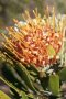 Oudtshoorn Pincushion - Photo: David Osborne