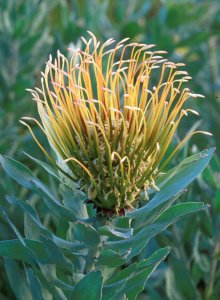Silver-leaf Wheel Pincushion - Photo: David Osborne