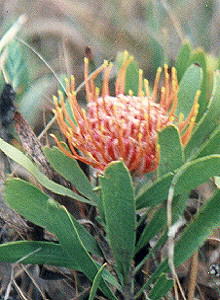 Soapstone Pincushion - Photo: F du Randt