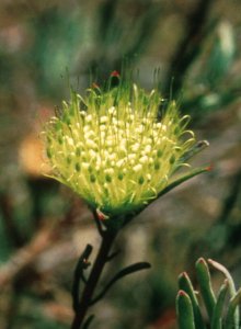 Hermanus Pincushion - Photo: Tony Rebelo