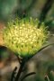 Hermanus Pincushion - Photo: David Osborne