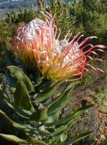 Kloof Fountain Pincushion - Photo: Nigel Forshaw