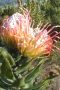 Kloof Fountain Pincushion - Photo: Nigel Forshaw