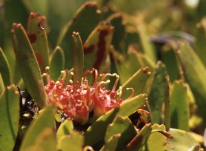 Ruitersbos Pincushion - Photo: David Osborne