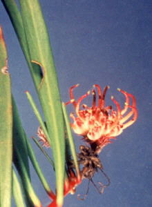 McGregor Pincushion - Photo: NBI Collection