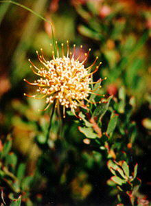 Trident Pincushion - Photo: Nigel Forshaw