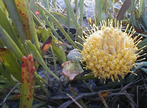 Grey Snake-stem Pincushion - Photo: Nigel Forshaw