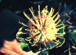 Transkei Pincushion - Photo: F du Randt